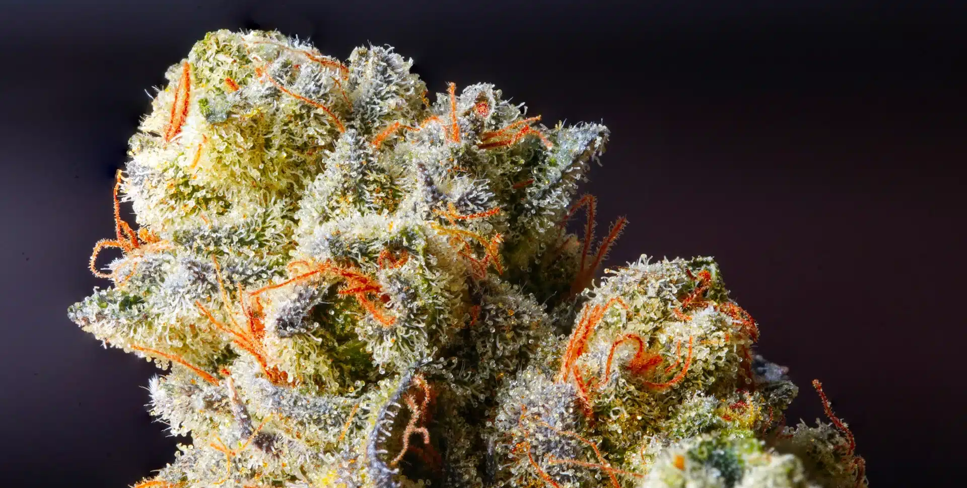 THC Products: Your Guide to Different Options